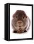 Domestic Guinea Pig (Cavia porcellus) adult-Chris Brignell-Framed Stretched Canvas