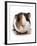 Domestic Guinea Pig (Cavia porcellus) adult-Chris Brignell-Framed Photographic Print