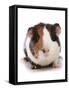 Domestic Guinea Pig (Cavia porcellus) adult-Chris Brignell-Framed Stretched Canvas