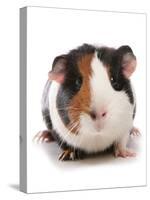 Domestic Guinea Pig (Cavia porcellus) adult-Chris Brignell-Stretched Canvas