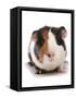 Domestic Guinea Pig (Cavia porcellus) adult-Chris Brignell-Framed Stretched Canvas