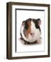 Domestic Guinea Pig (Cavia porcellus) adult-Chris Brignell-Framed Photographic Print