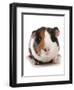 Domestic Guinea Pig (Cavia porcellus) adult-Chris Brignell-Framed Photographic Print