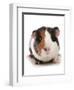 Domestic Guinea Pig (Cavia porcellus) adult-Chris Brignell-Framed Photographic Print