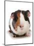 Domestic Guinea Pig (Cavia porcellus) adult-Chris Brignell-Mounted Photographic Print
