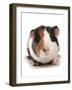 Domestic Guinea Pig (Cavia porcellus) adult-Chris Brignell-Framed Photographic Print
