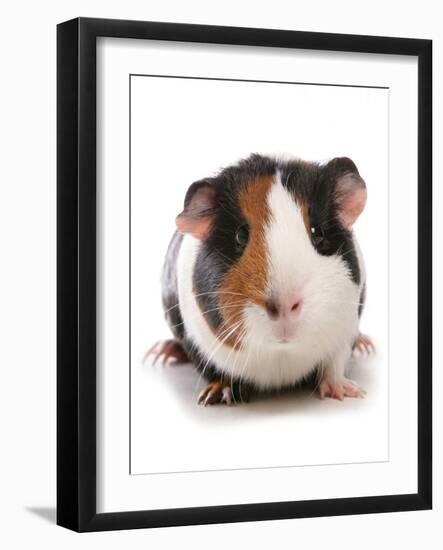 Domestic Guinea Pig (Cavia porcellus) adult-Chris Brignell-Framed Photographic Print