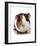 Domestic Guinea Pig (Cavia porcellus) adult-Chris Brignell-Framed Photographic Print