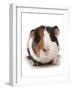 Domestic Guinea Pig (Cavia porcellus) adult-Chris Brignell-Framed Photographic Print