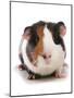 Domestic Guinea Pig (Cavia porcellus) adult-Chris Brignell-Mounted Photographic Print