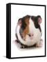 Domestic Guinea Pig (Cavia porcellus) adult-Chris Brignell-Framed Stretched Canvas