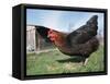 Domestic Hen Free Range, Scotland, UK-Pete Cairns-Framed Stretched Canvas