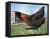 Domestic Hen Free Range, Scotland, UK-Pete Cairns-Framed Stretched Canvas