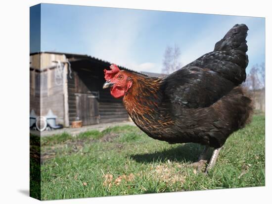 Domestic Hen Free Range, Scotland, UK-Pete Cairns-Stretched Canvas