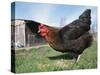 Domestic Hen Free Range, Scotland, UK-Pete Cairns-Stretched Canvas