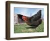 Domestic Hen Free Range, Scotland, UK-Pete Cairns-Framed Premium Photographic Print