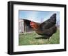 Domestic Hen Free Range, Scotland, UK-Pete Cairns-Framed Premium Photographic Print