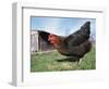 Domestic Hen Free Range, Scotland, UK-Pete Cairns-Framed Premium Photographic Print