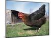Domestic Hen Free Range, Scotland, UK-Pete Cairns-Mounted Premium Photographic Print