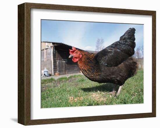 Domestic Hen Free Range, Scotland, UK-Pete Cairns-Framed Photographic Print