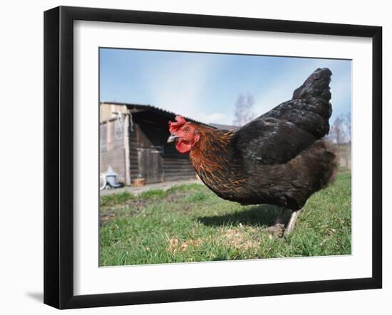 Domestic Hen Free Range, Scotland, UK-Pete Cairns-Framed Photographic Print