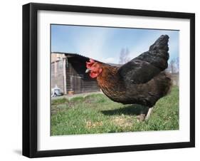 Domestic Hen Free Range, Scotland, UK-Pete Cairns-Framed Photographic Print
