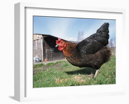 Domestic Hen Free Range, Scotland, UK-Pete Cairns-Framed Photographic Print