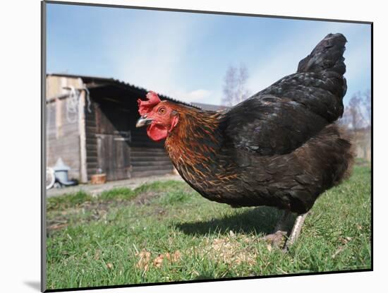 Domestic Hen Free Range, Scotland, UK-Pete Cairns-Mounted Photographic Print