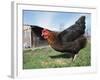 Domestic Hen Free Range, Scotland, UK-Pete Cairns-Framed Photographic Print