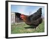 Domestic Hen Free Range, Scotland, UK-Pete Cairns-Framed Photographic Print