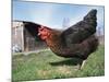 Domestic Hen Free Range, Scotland, UK-Pete Cairns-Mounted Photographic Print