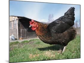 Domestic Hen Free Range, Scotland, UK-Pete Cairns-Mounted Photographic Print