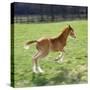 Domestic Horse, Chestnut British Show Pony Colt Foal Leaping Away, UK-Jane Burton-Stretched Canvas