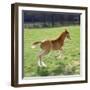 Domestic Horse, Chestnut British Show Pony Colt Foal Leaping Away, UK-Jane Burton-Framed Photographic Print