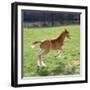 Domestic Horse, Chestnut British Show Pony Colt Foal Leaping Away, UK-Jane Burton-Framed Photographic Print