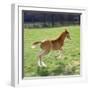 Domestic Horse, Chestnut British Show Pony Colt Foal Leaping Away, UK-Jane Burton-Framed Photographic Print