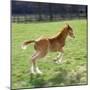 Domestic Horse, Chestnut British Show Pony Colt Foal Leaping Away, UK-Jane Burton-Mounted Photographic Print