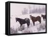 Domestic Horses, in Snow, Colorado, USA-Lynn M. Stone-Framed Stretched Canvas