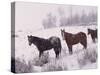 Domestic Horses, in Snow, Colorado, USA-Lynn M. Stone-Stretched Canvas