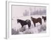 Domestic Horses, in Snow, Colorado, USA-Lynn M. Stone-Framed Photographic Print