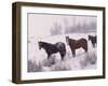 Domestic Horses, in Snow, Colorado, USA-Lynn M. Stone-Framed Photographic Print