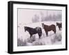 Domestic Horses, in Snow, Colorado, USA-Lynn M. Stone-Framed Photographic Print