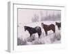 Domestic Horses, in Snow, Colorado, USA-Lynn M. Stone-Framed Photographic Print