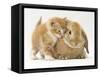 Domestic Kitten (Felis Catus) Next to Bunny, Domestic Rabbit-Jane Burton-Framed Stretched Canvas