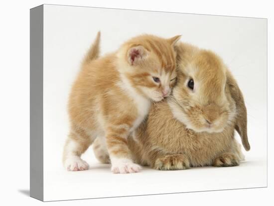 Domestic Kitten (Felis Catus) Next to Bunny, Domestic Rabbit-Jane Burton-Stretched Canvas