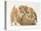 Domestic Kitten (Felis Catus) Next to Bunny, Domestic Rabbit-Jane Burton-Stretched Canvas