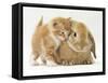 Domestic Kitten (Felis Catus) Next to Bunny, Domestic Rabbit-Jane Burton-Framed Stretched Canvas