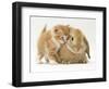 Domestic Kitten (Felis Catus) Next to Bunny, Domestic Rabbit-Jane Burton-Framed Premium Photographic Print