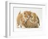 Domestic Kitten (Felis Catus) Next to Bunny, Domestic Rabbit-Jane Burton-Framed Premium Photographic Print