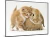 Domestic Kitten (Felis Catus) Next to Bunny, Domestic Rabbit-Jane Burton-Mounted Premium Photographic Print